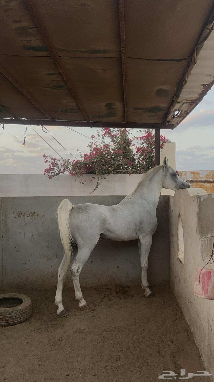 A horse and him63165436928003114