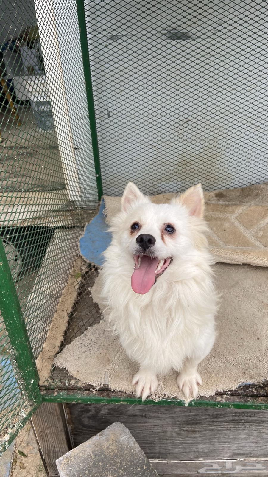 For sale, a Shih Tzu male, long-haired, white63164967617027111