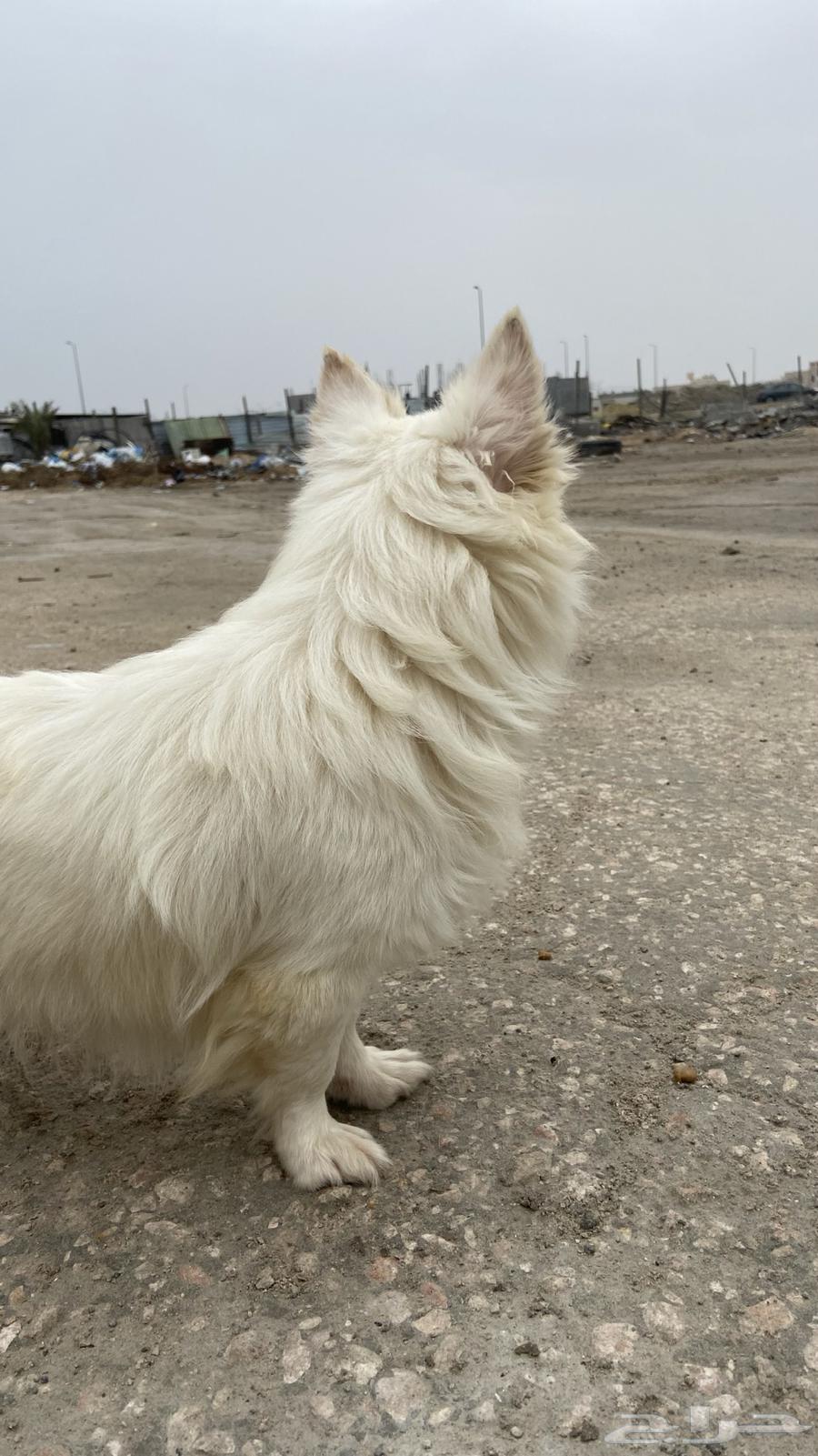 For sale, a Shih Tzu male, long-haired, white63164967617027113