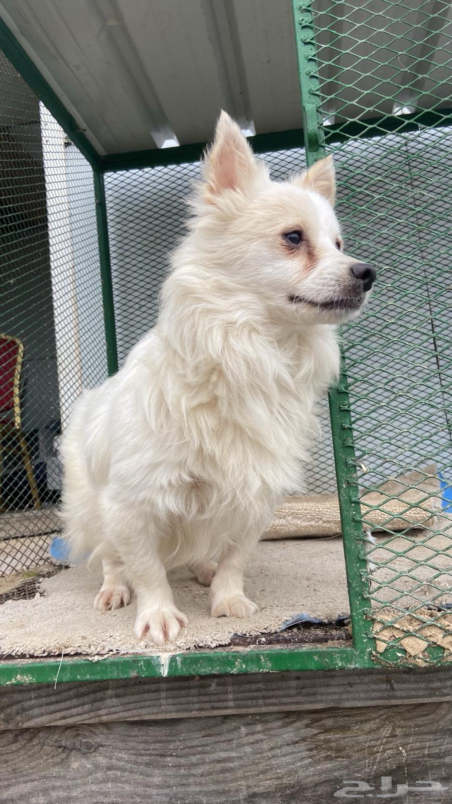 For sale, a Shih Tzu male, long-haired, white631649676170271121