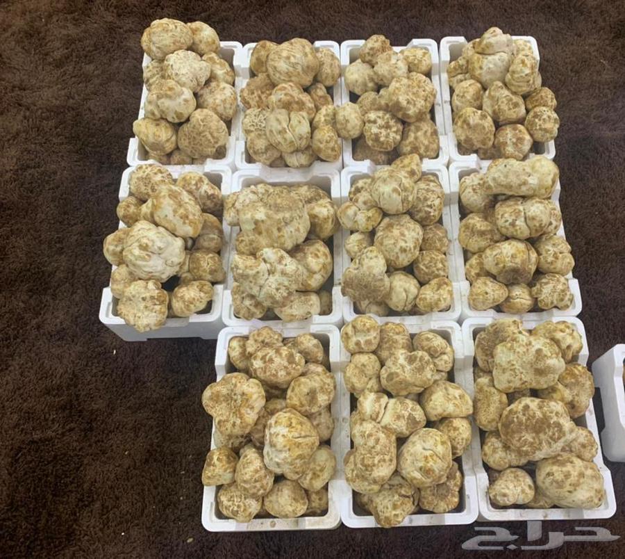 فقع زبيدي بلدي طازج63164065275906112