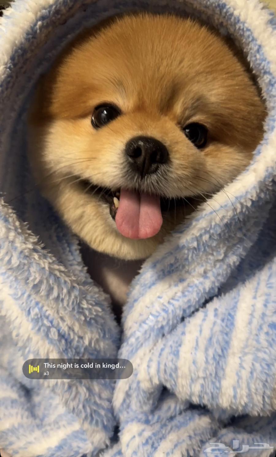 Pomeranian dog631682812080651118