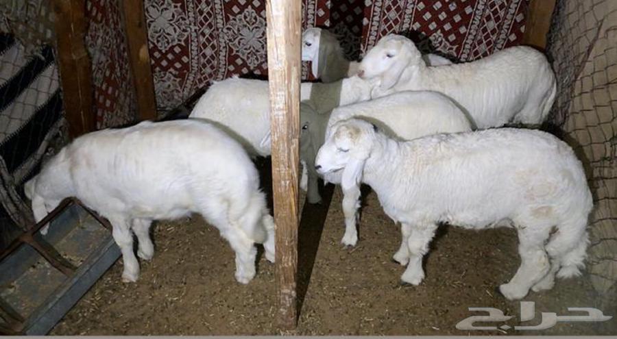 Slaughtering and delivery63209074264706112