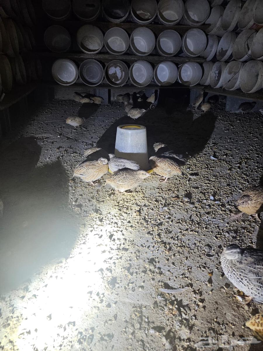 30 cows for sale63504197495043111