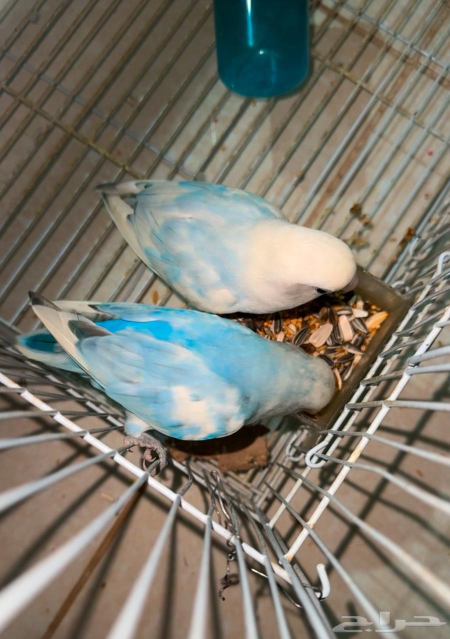 زوج روز631659285295381111