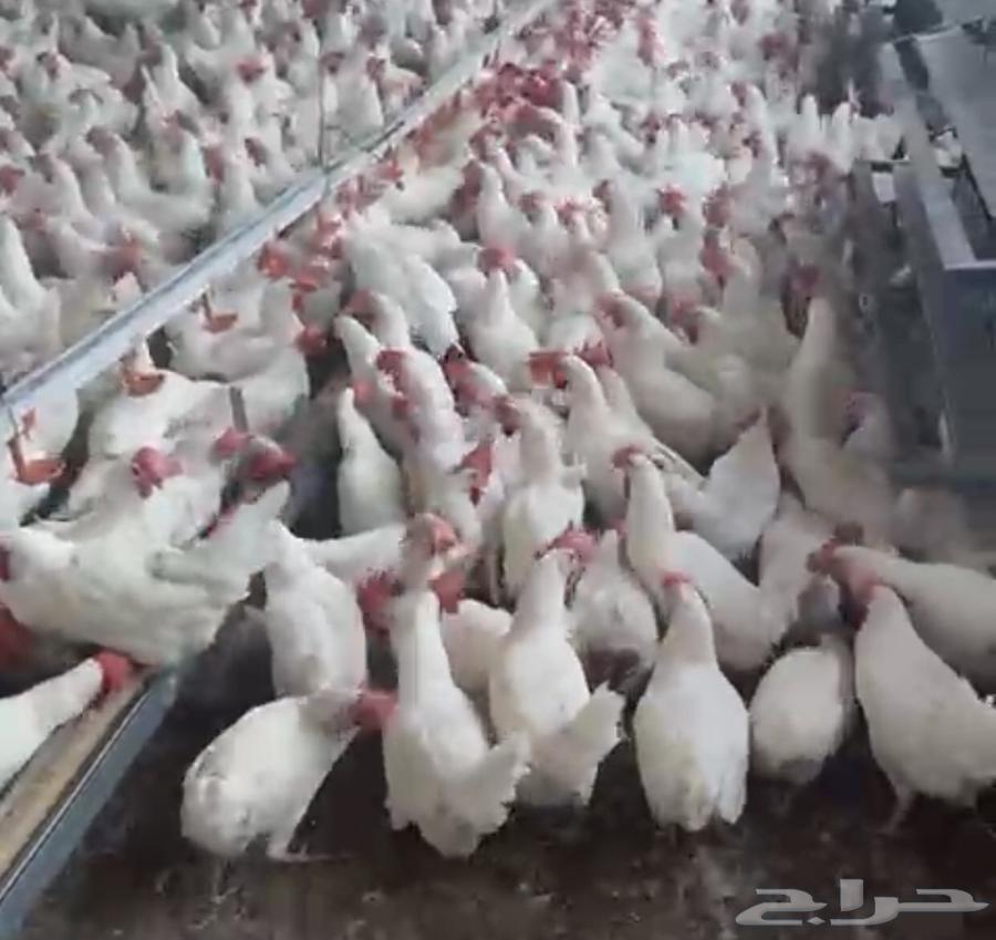 White chicken eggs, red comb, price 2 riyals per piece63165464195715111