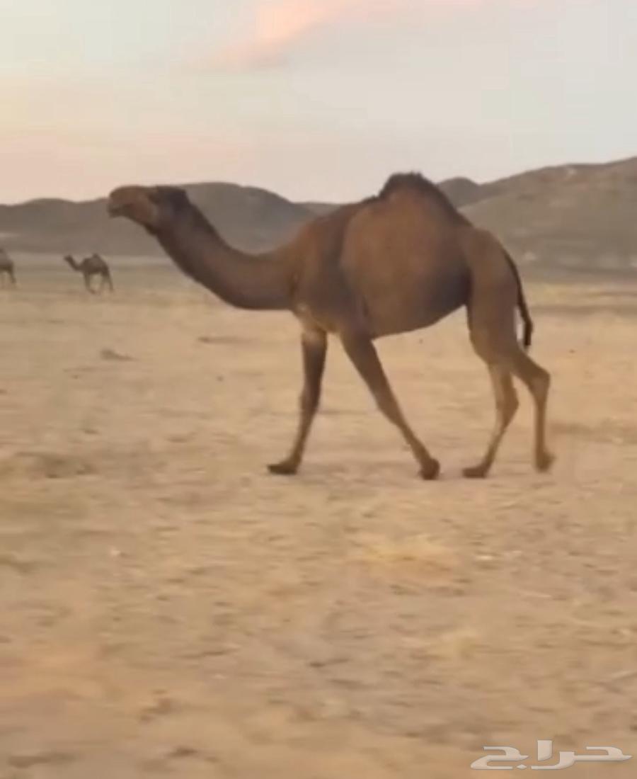 ضريبه بكره صفراء ثنيه63166387317379111