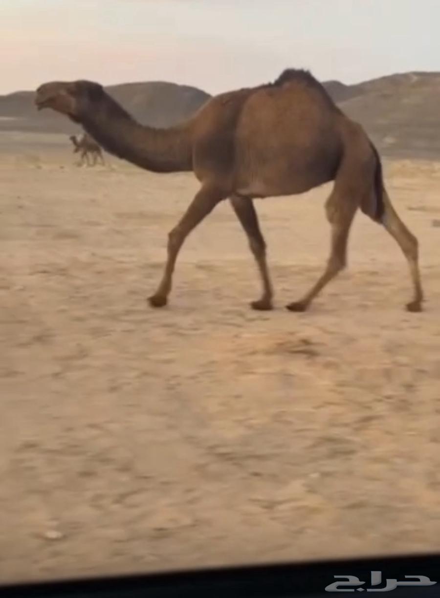 ضريبه بكره صفراء ثنيه631663873173791122