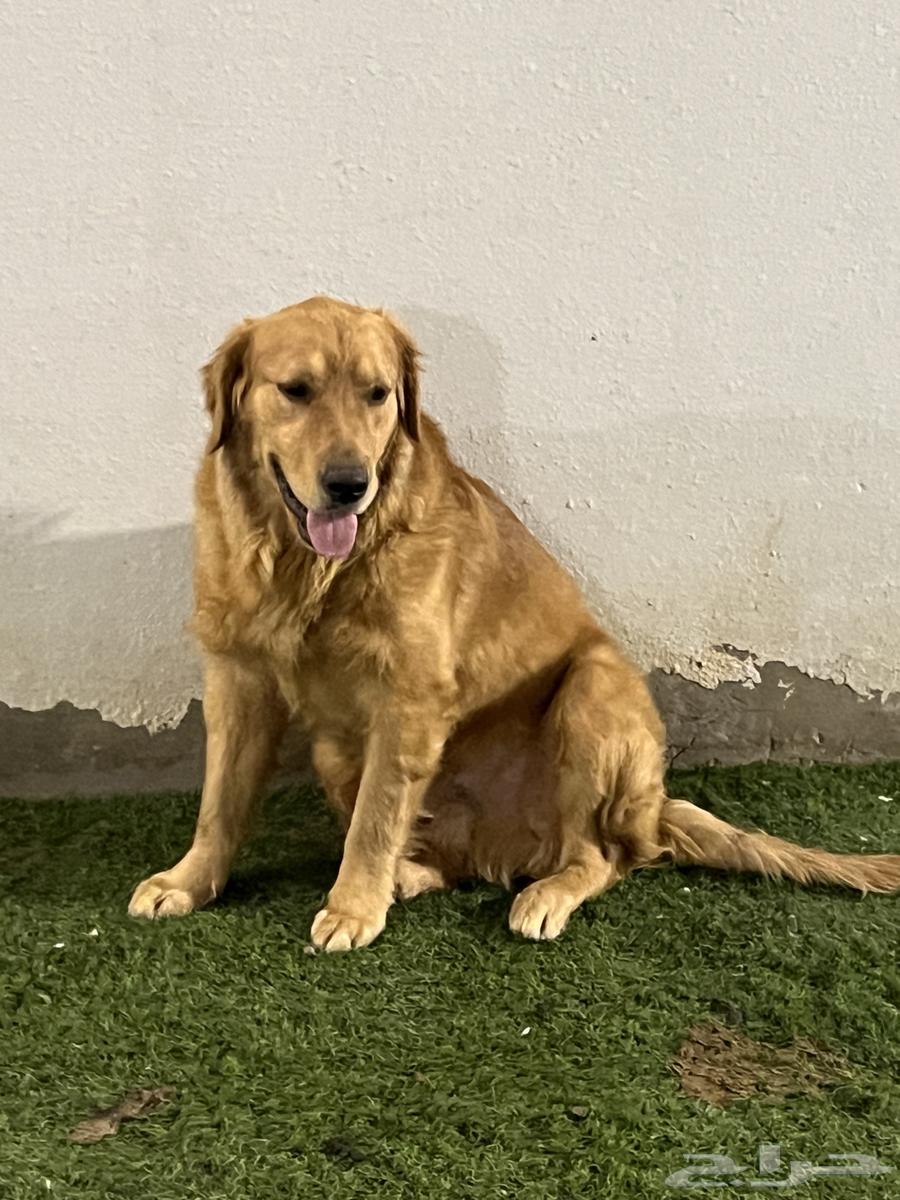 Golden dogs63164989817218111