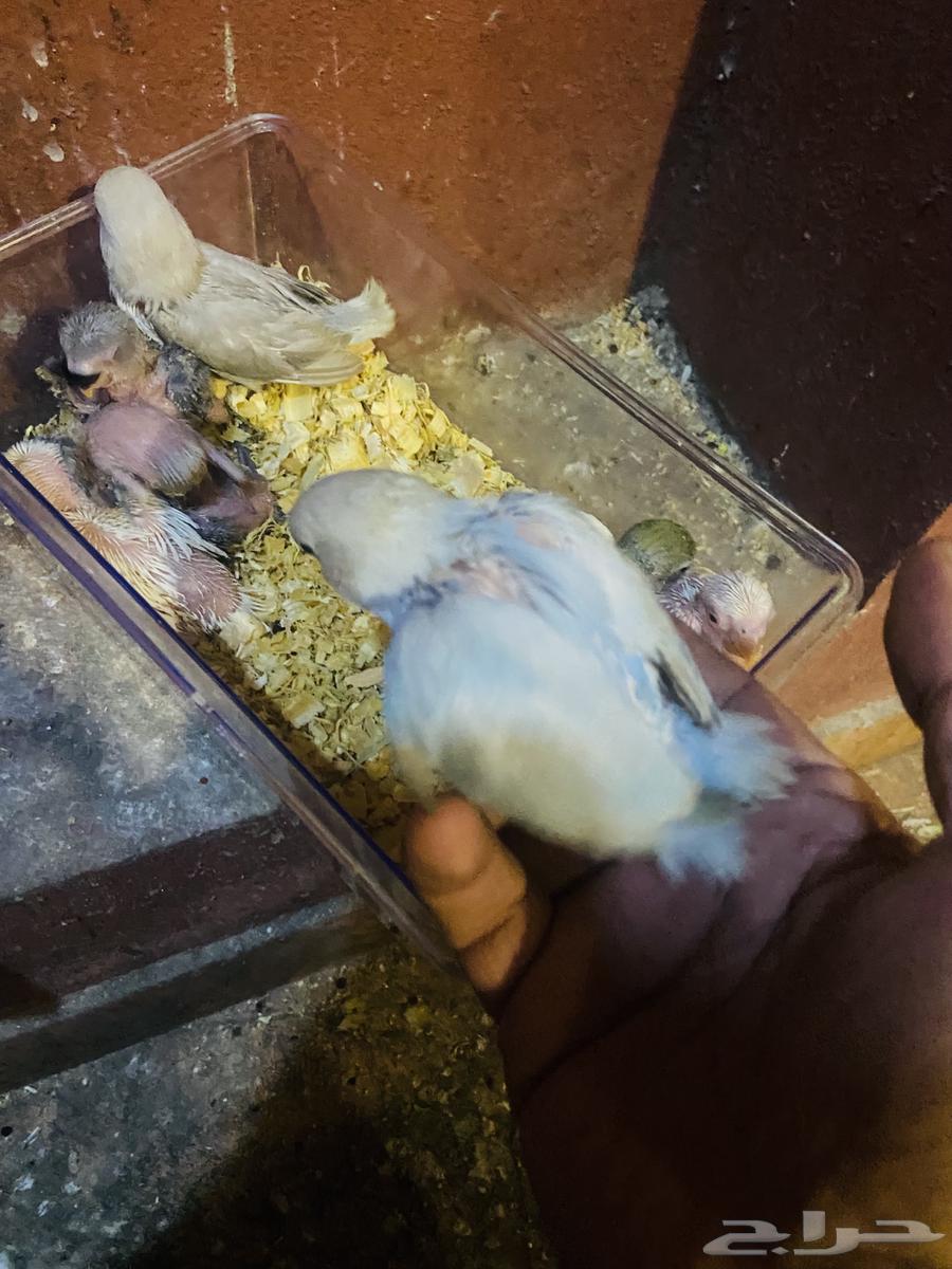 Chickens for sale63165444053378111