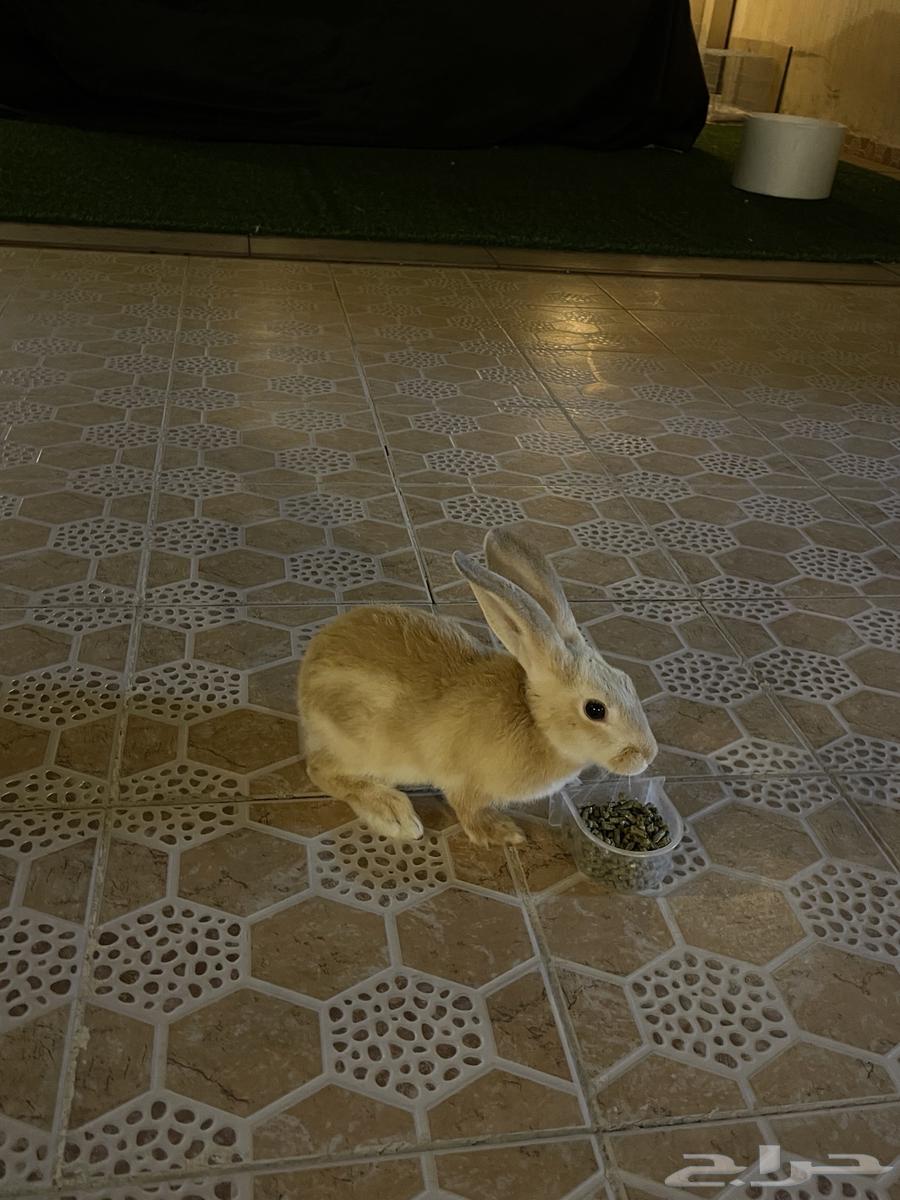 Rabbit for sale63165448862210112