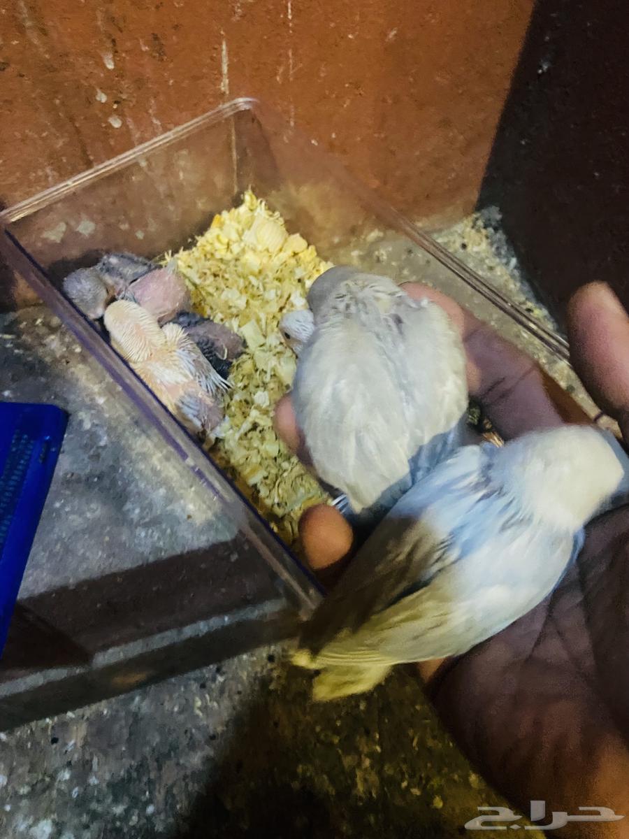Chickens for sale63165444053378114