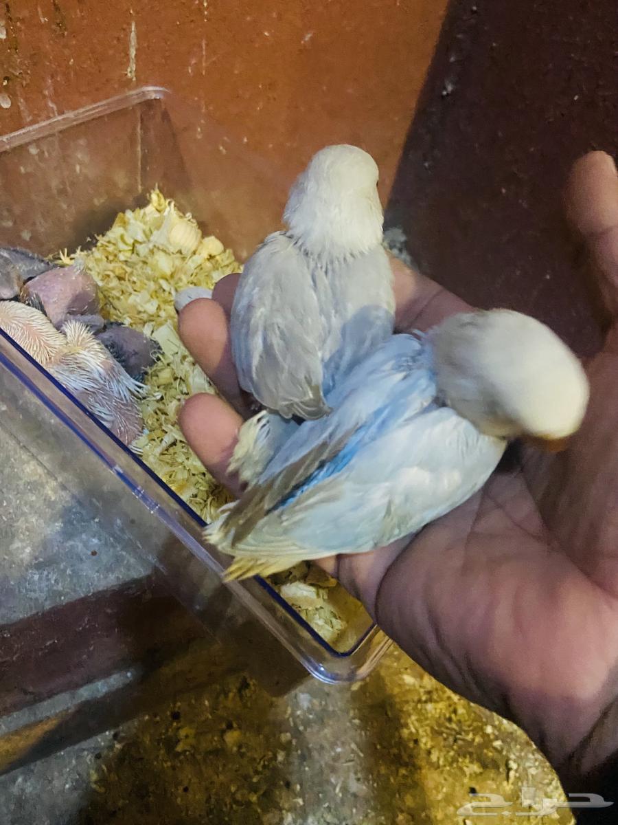 Chickens for sale63165444053378113