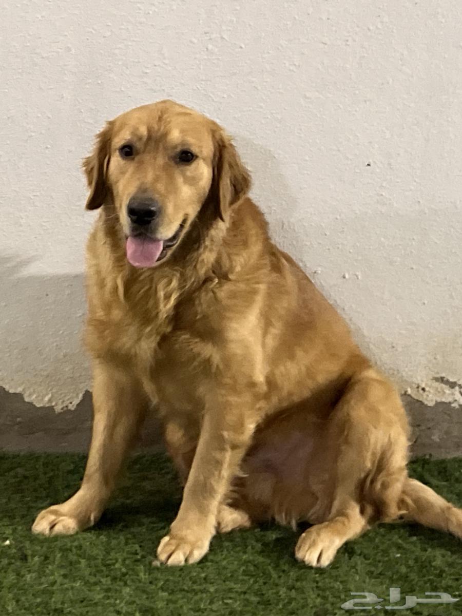 Golden dogs631649898172181117
