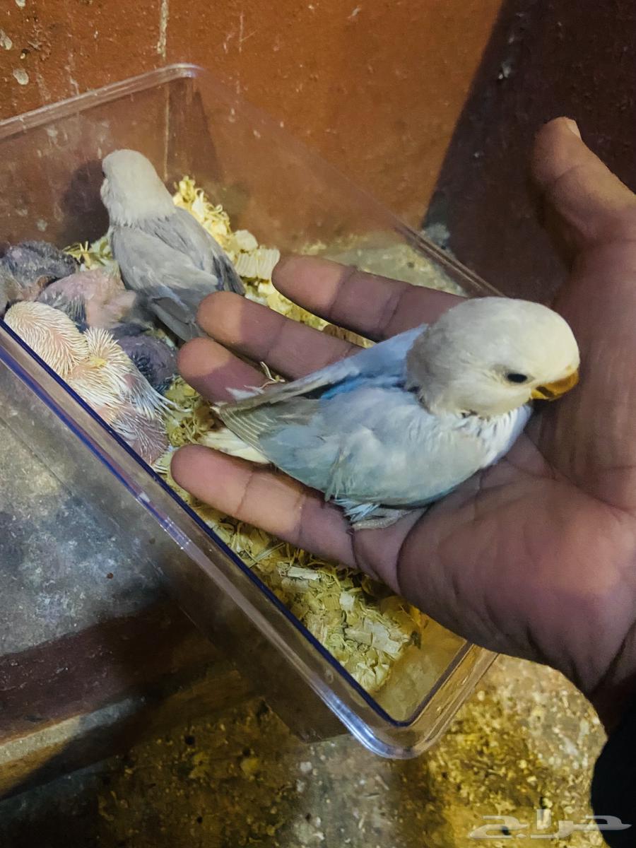 Chickens for sale63165444053378112