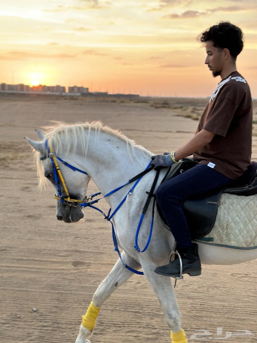 A horse and him63165436928003111