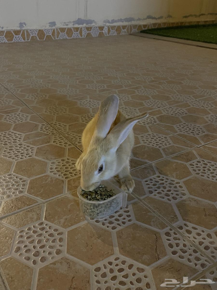 Rabbit for sale63165448862210111