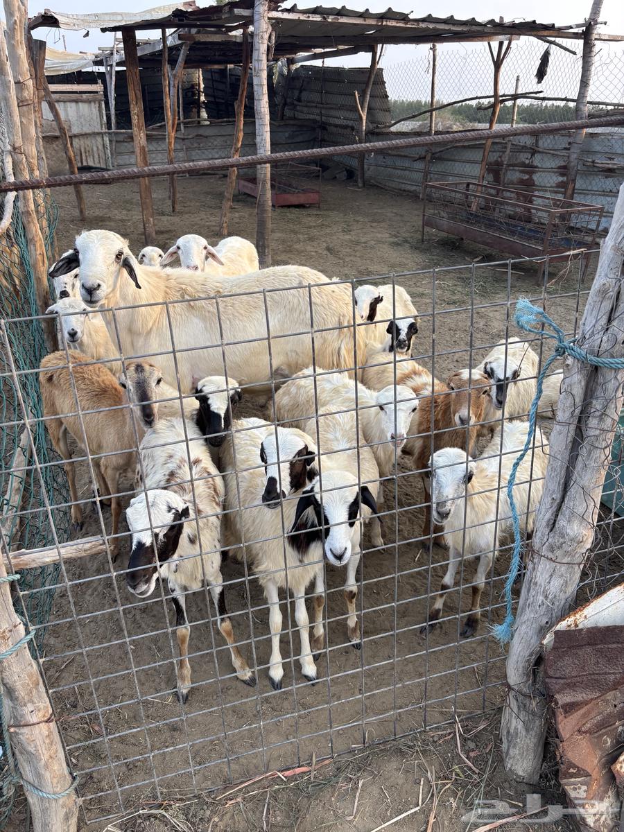 15 camels for sale. Sold63167771440642113