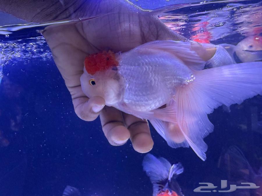 سمك قولدن فيش اورندا63165460588290113