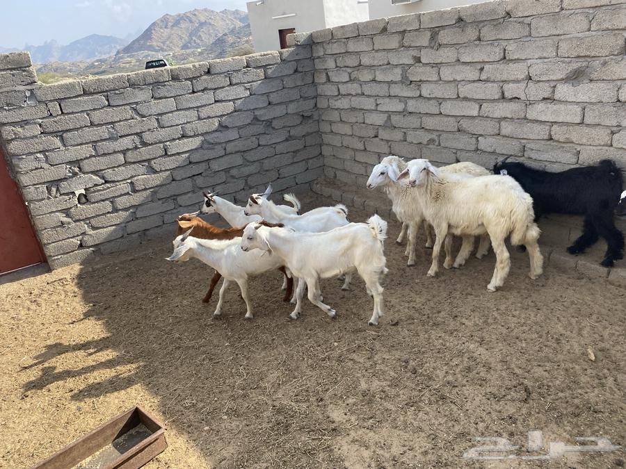 7 goats aged 5 and 3 kids for sale63165936023683112