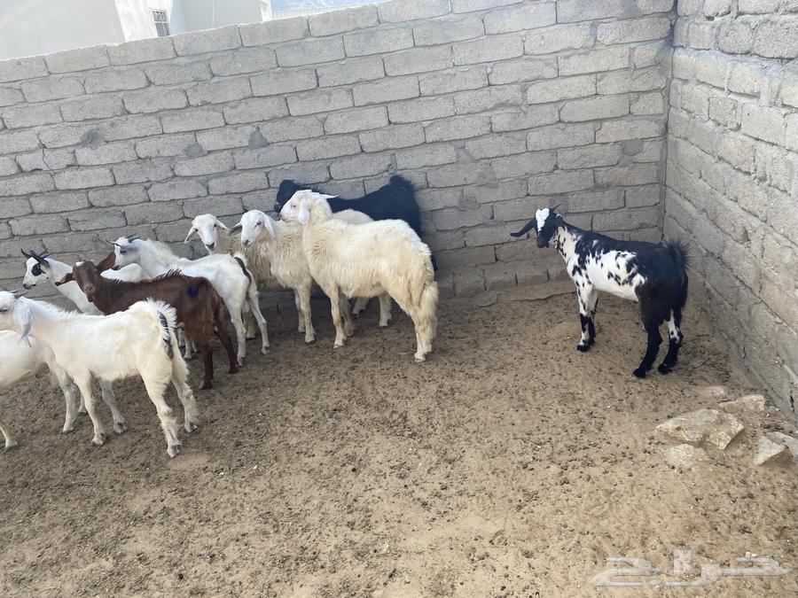 7 goats aged 5 and 3 kids for sale63165936023683111