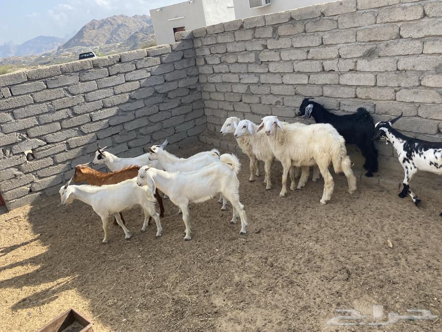 7 goats aged 5 and 3 kids for sale63165936023683112