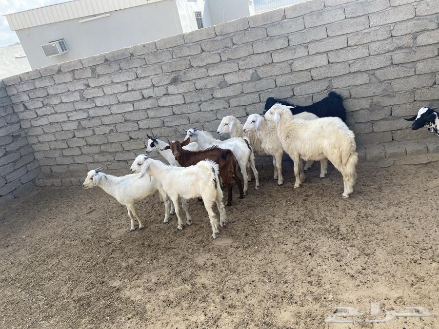 7 goats aged 5 and 3 kids for sale63165936023683114