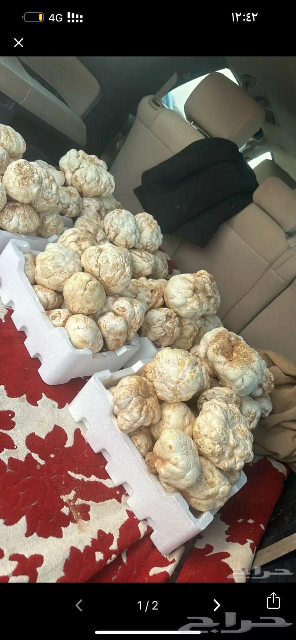 فقع زبيدي بلدي طازج63164065275906116