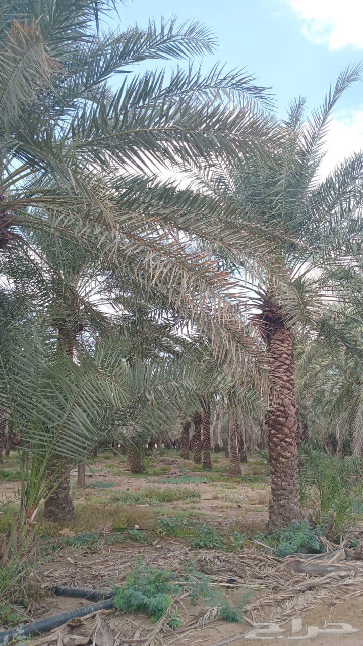Palm trees for rent63164514652290112