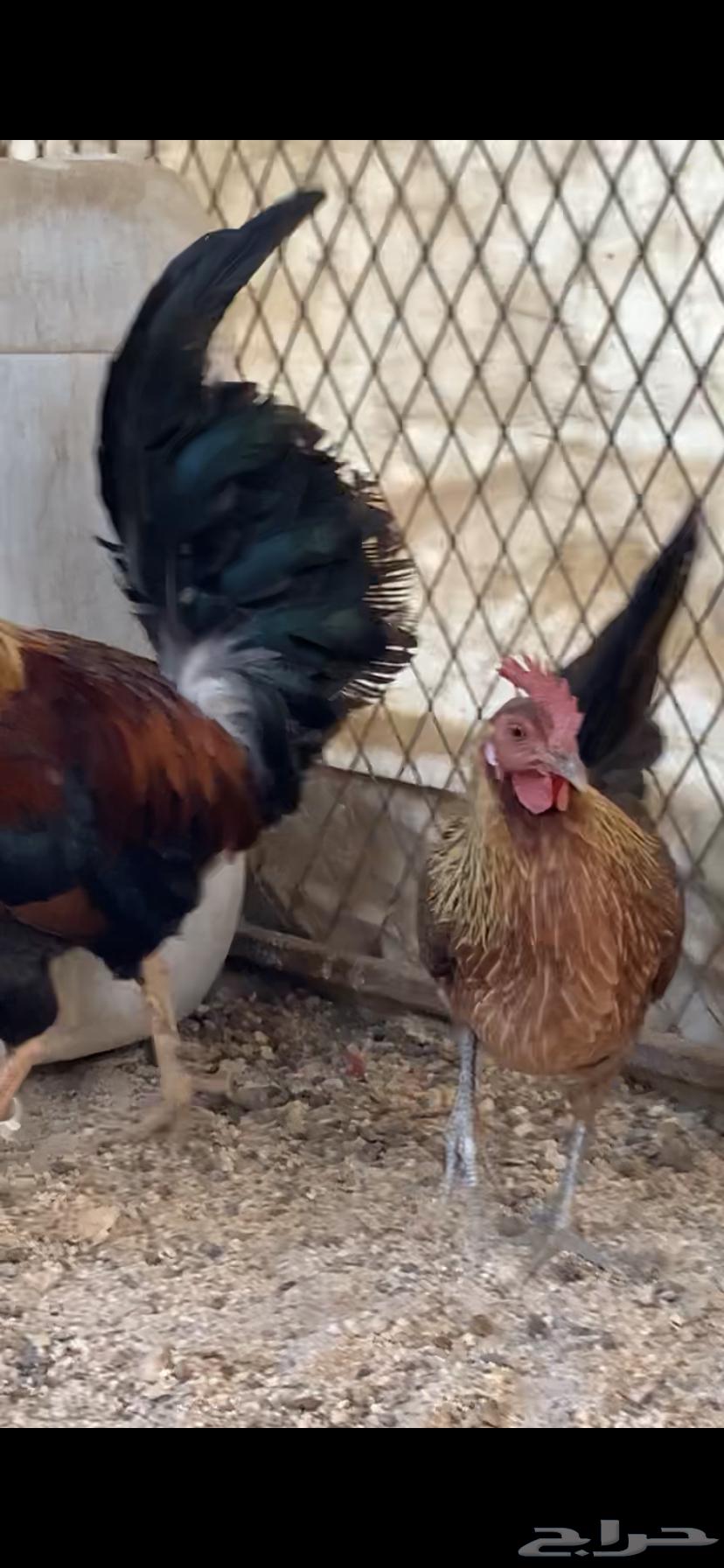 For sale: fresh Arabic chicken (sold)63165452617347113