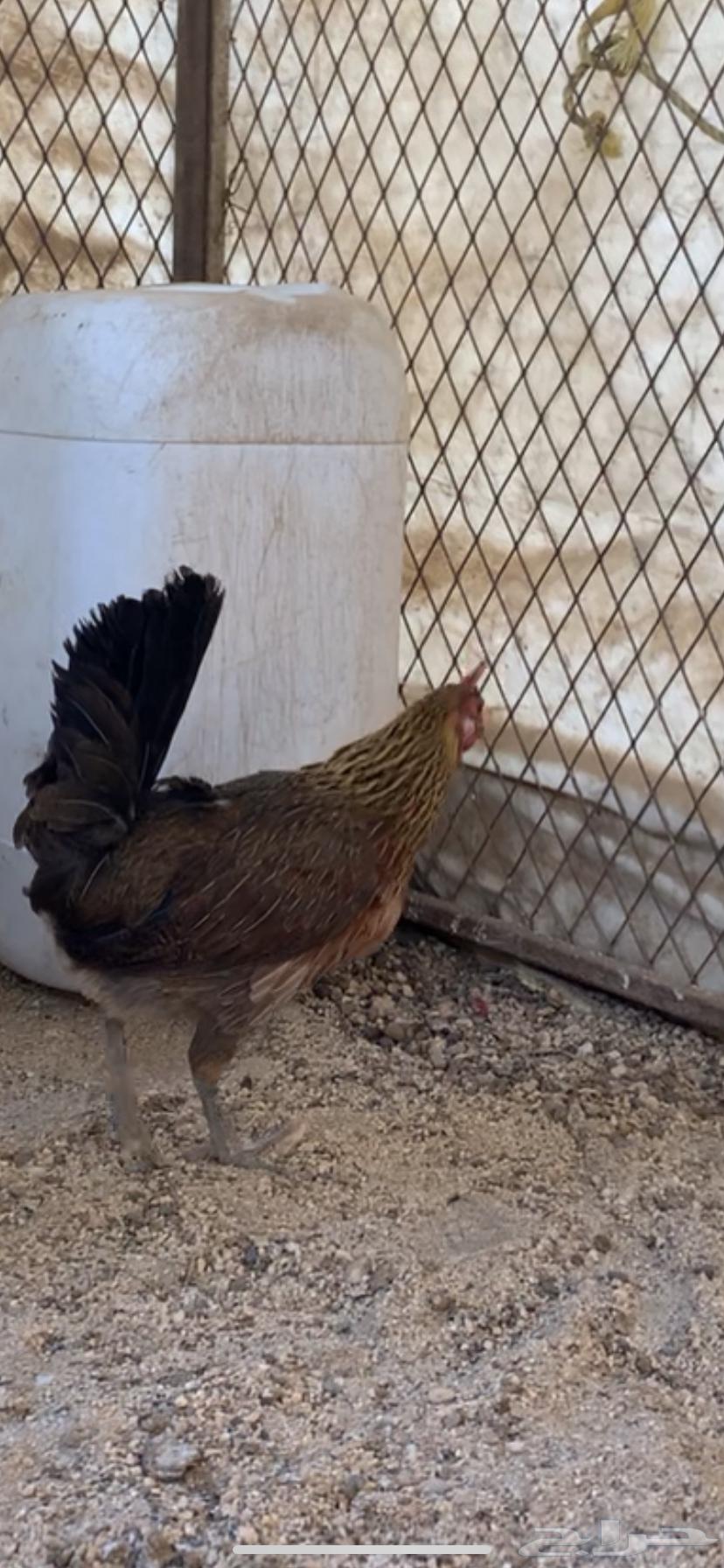For sale: fresh Arabic chicken (sold)63165452617347111