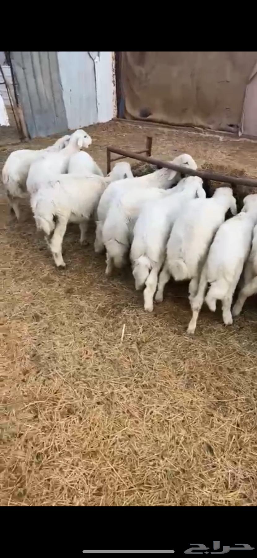 ذبايح حريات الخرج63166392724739113