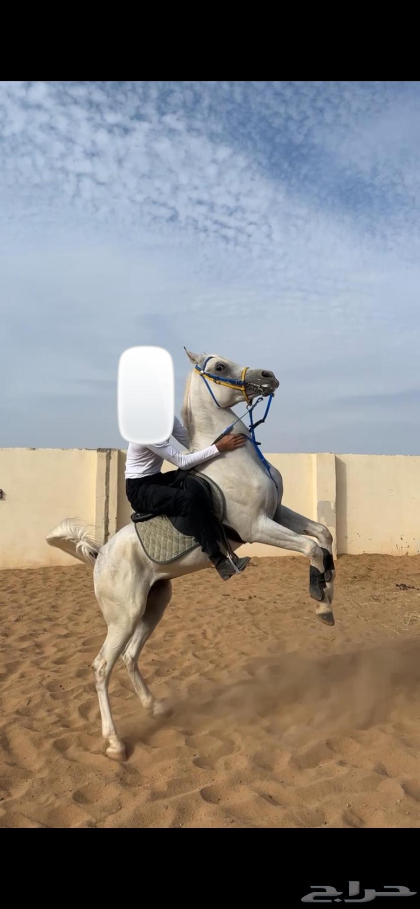 A horse and him63165436928003112