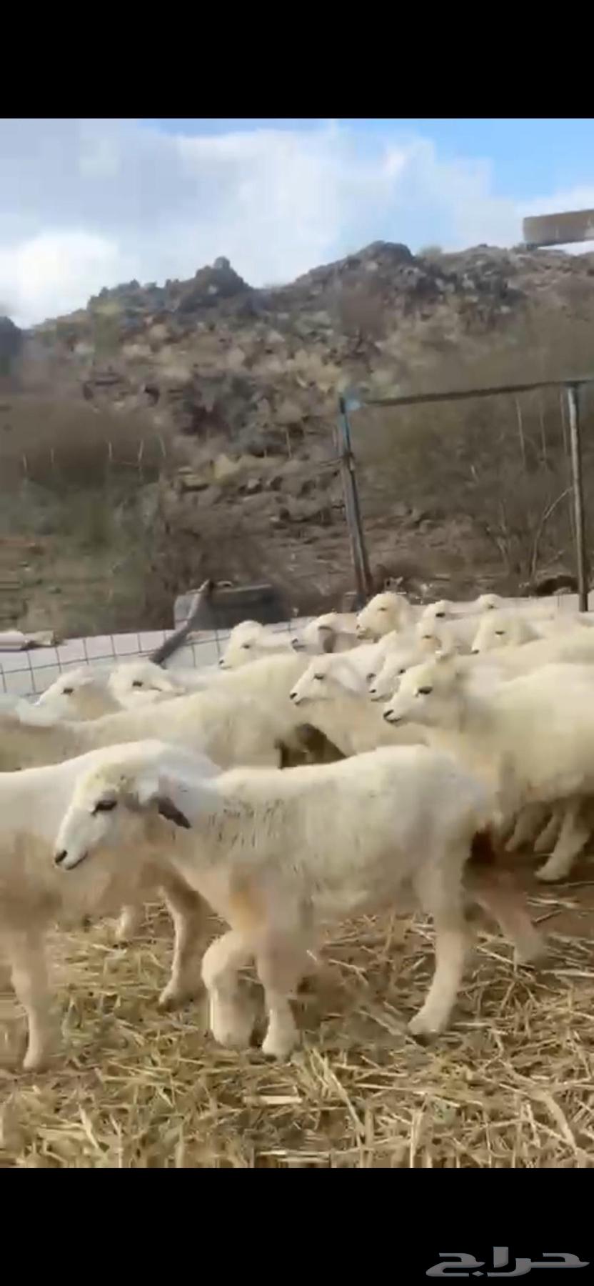 I have 43 heads of livestock.63164061047425111