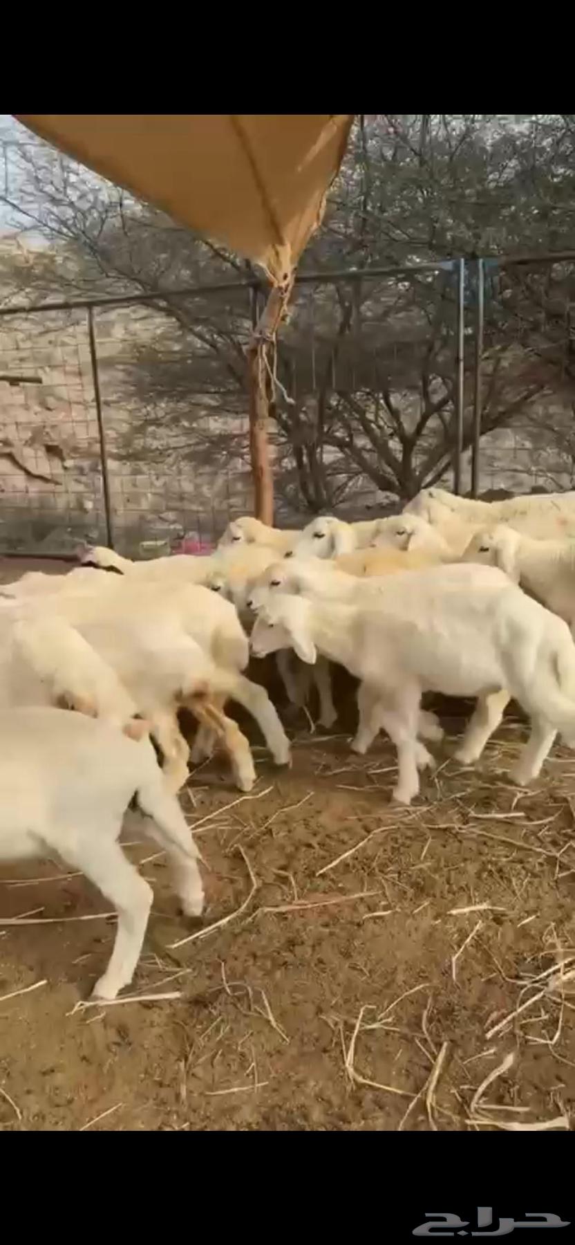 I have 43 heads of livestock.63164061047425113
