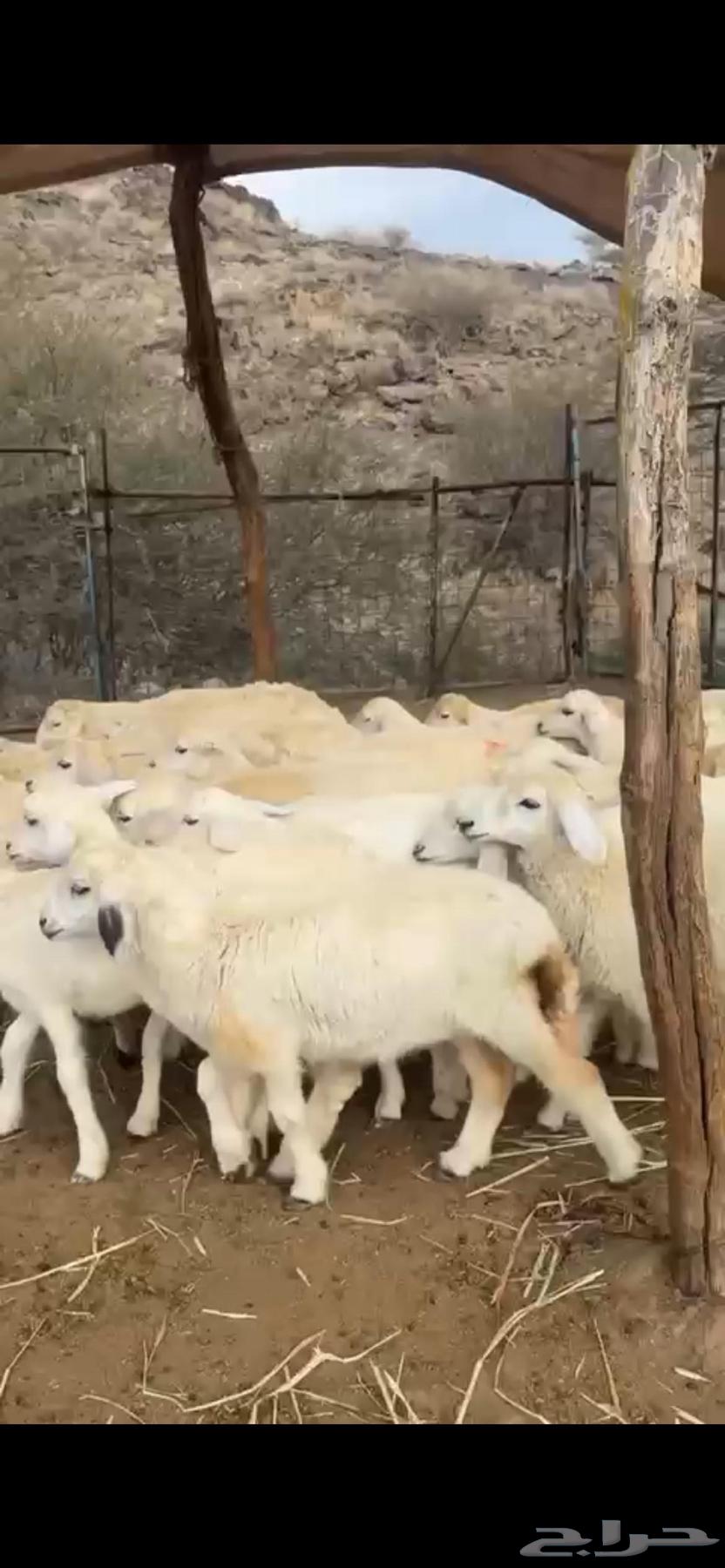I have 43 heads of livestock.63164061047425112