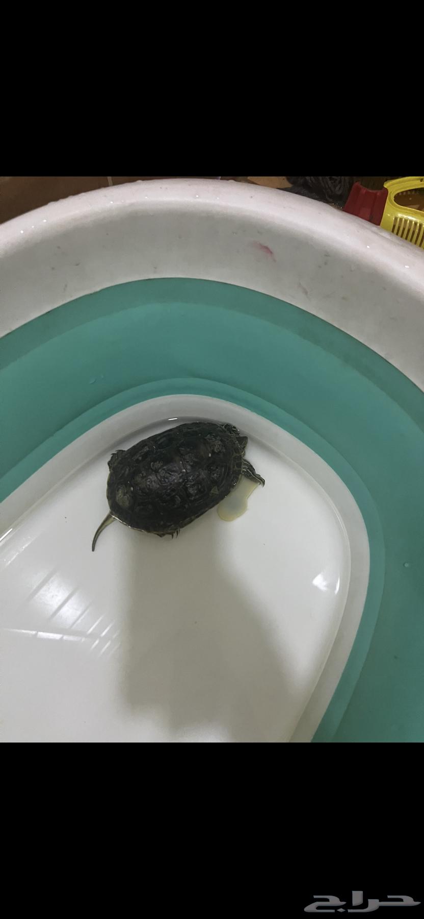 Turtles for sale63164514603649112