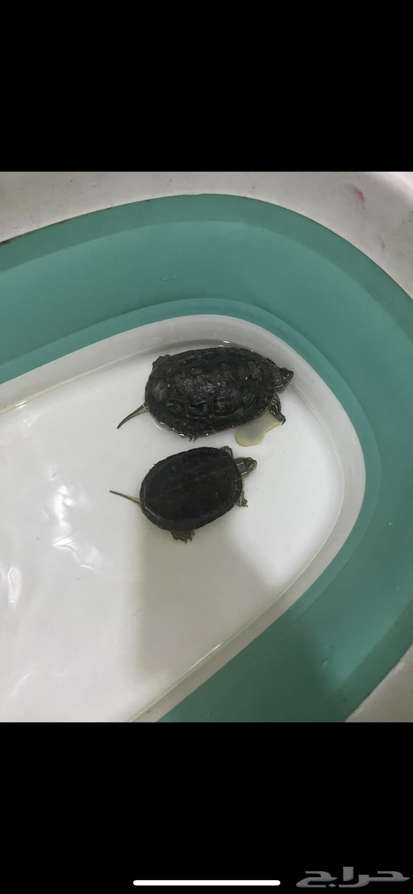 Turtles for sale63164514603649115
