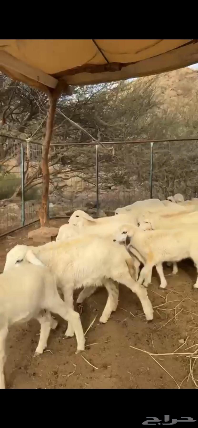 I have 43 heads of livestock.63164061047425114