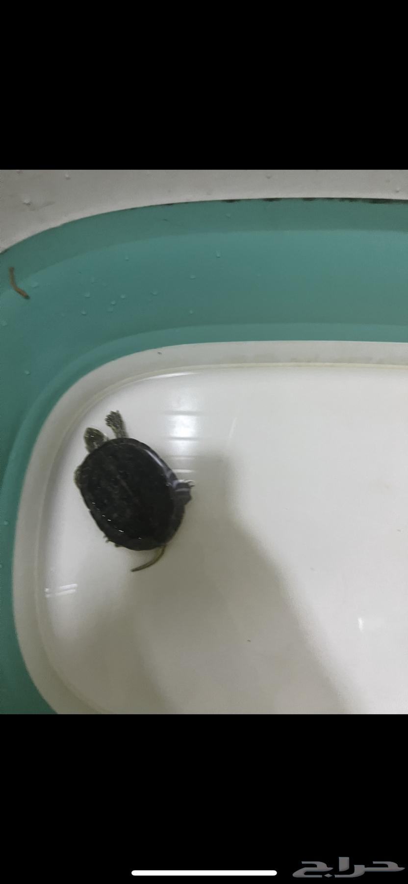 Turtles for sale63164514603649111