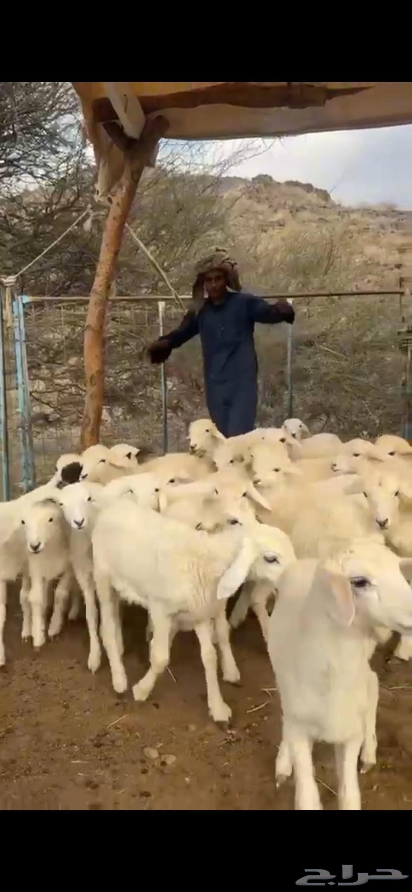 I have 43 heads of livestock.63164061047425114