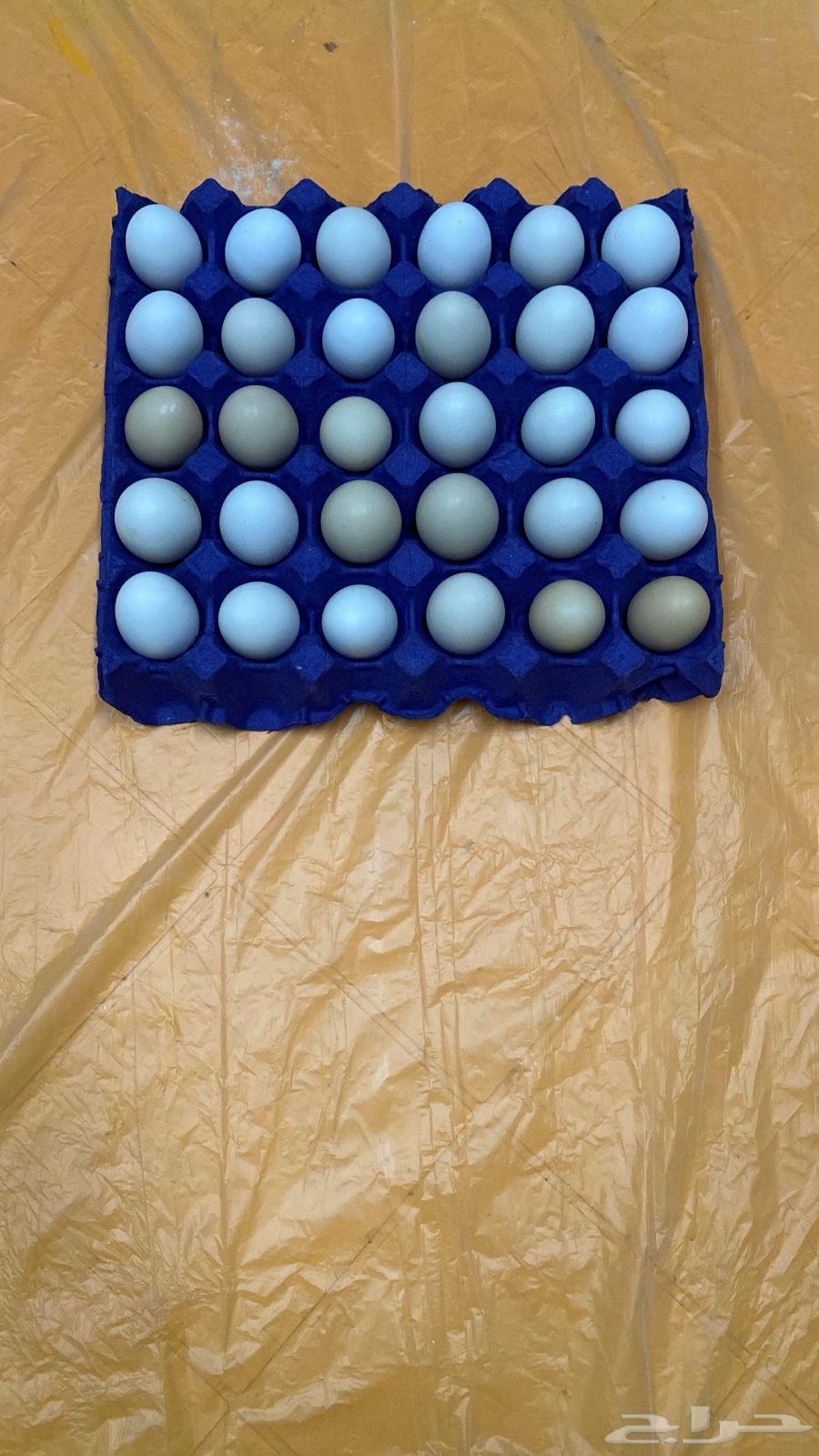 بيض بلدي يومي الطبق 20 ريال63164525737473111
