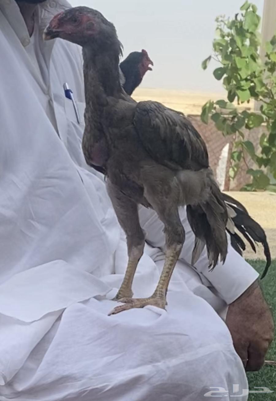 A rare rooster, remember God63505973340162113