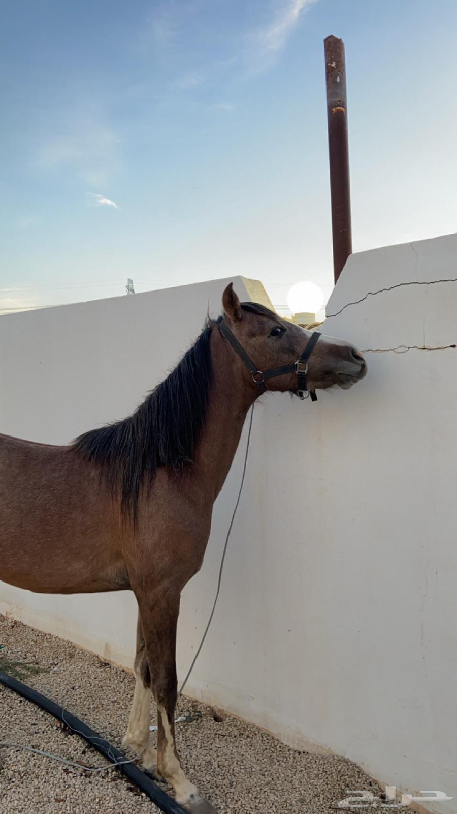 مهر شعبي كفو63167312867842114