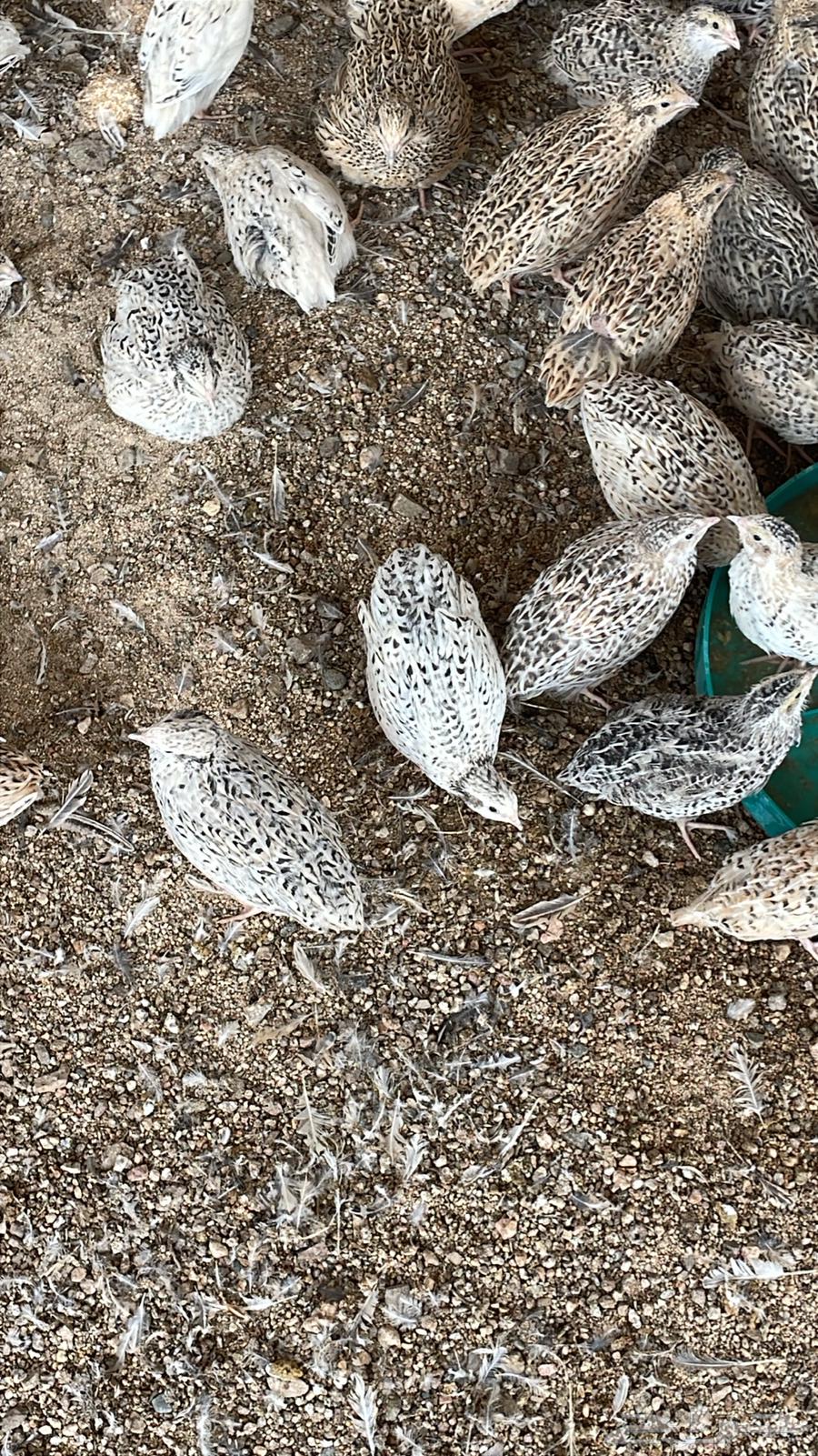 For sale, sheep63161270563074112