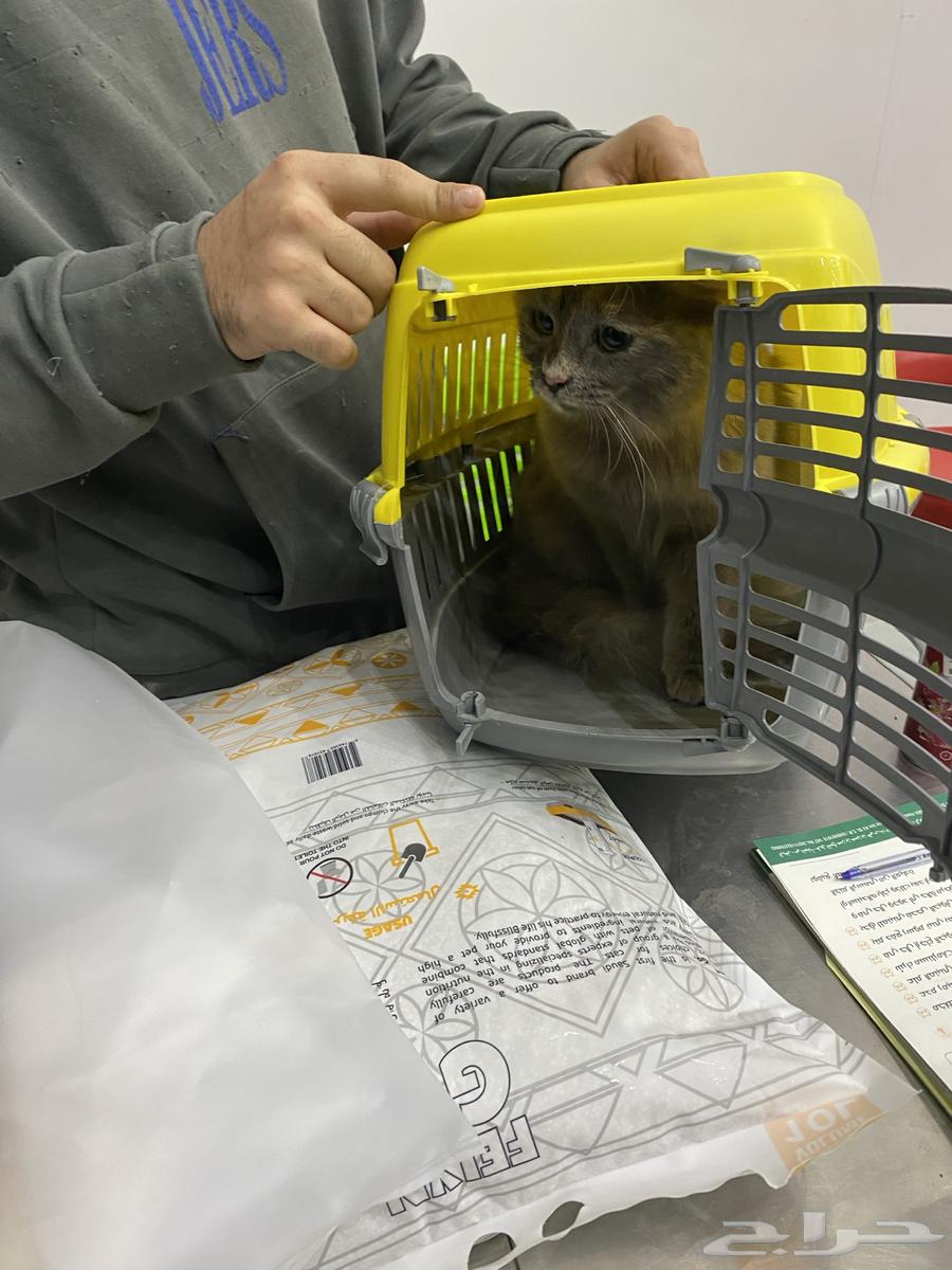 Cat for sale with its accessories and food63503900549506112