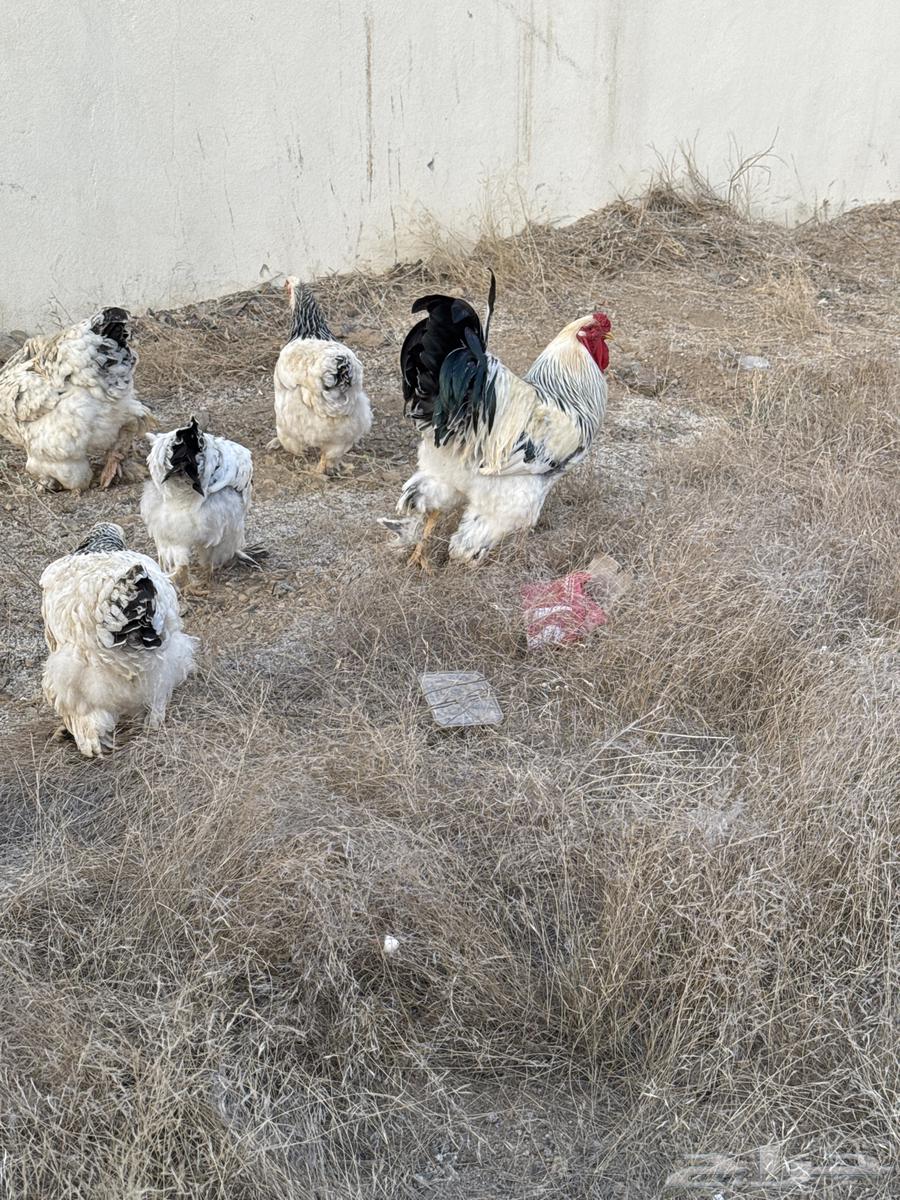 Al-Baha Province, Qilwah631631642503691120