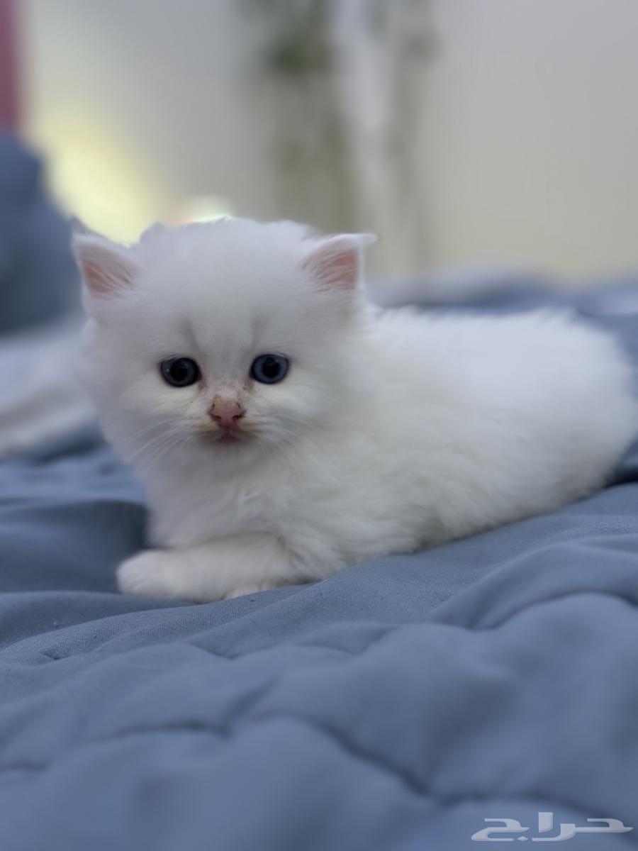 قطط صغيرة- تم البيع631631559255071127