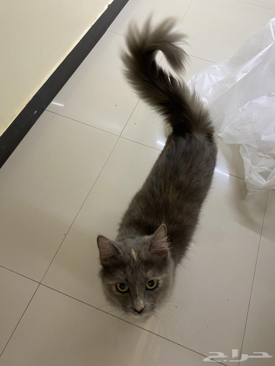 Cat for sale with its accessories and food63503900549506111