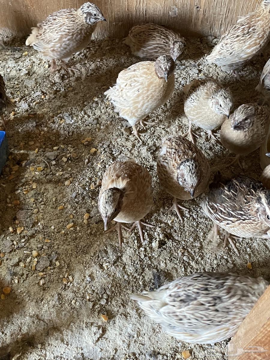 For sale, sheep63161270563074111